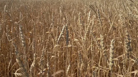 Ripe wheat field Stock Footage 114347249