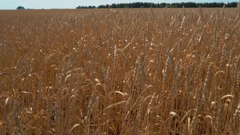 Ripe wheat field Stock Footage 114347256