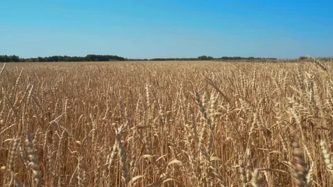 Ripe wheat field Stock Footage 114347264