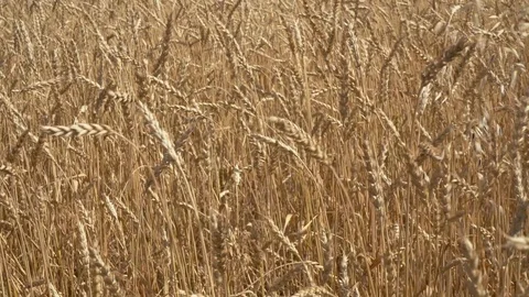 Ripe wheat field Stock Footage 114634617