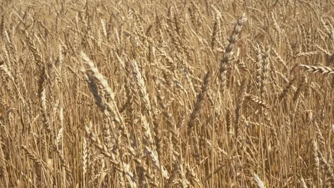 Ripe wheat field Stock Footage 114634622