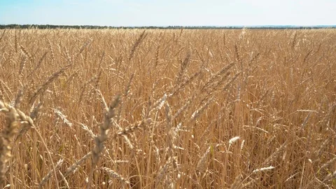 Ripe wheat field Stock Footage 114634671