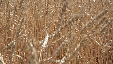 Ripe wheat field Stock Footage 114634678