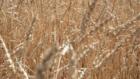 Ripe wheat field Stock Footage 114634692