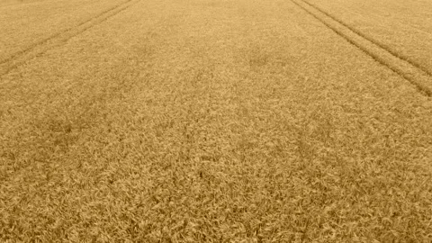Ripe wheat field Stock Footage 132577804
