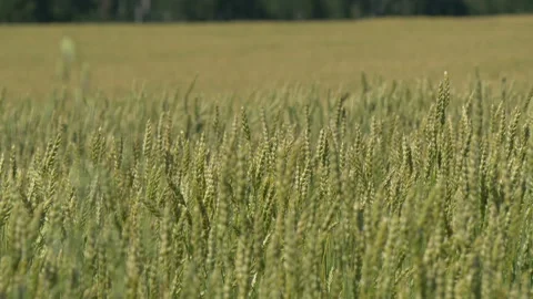 Ripe wheat in the field. Stock-Footage 204945424