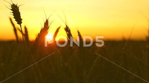 Ripe wheat field in the golden rays of sunrise. beautiful ears with ripe grain Stock Photos