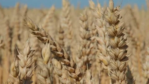 Ripe wheat in the field at harvest Stock Footage 166444690