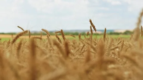 Ripe Wheat Field Landscape Close Up 1 库存影片 339326272