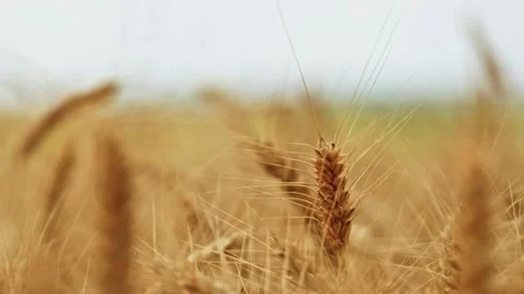 Ripe Wheat Field Landscape Close Up 2 Stockbeeldmateriaal 339326405