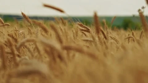 Ripe Wheat Field Landscape Close Up 3 库存影片 339326436