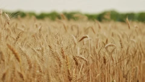 Ripe Wheat Field Landscape Close Up 4 Stock Footage 339326596