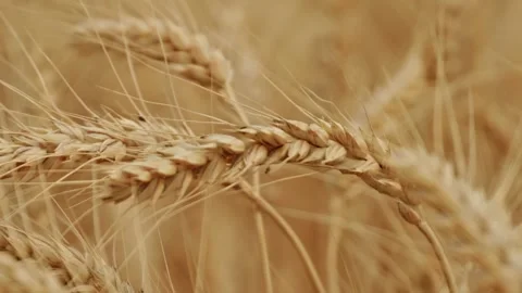 Ripe Wheat Field Landscape Close Up 5 Stock Footage 339326603