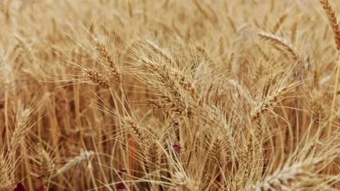 Ripe Wheat Field Landscape Close Up 6 Stock Footage 339326665