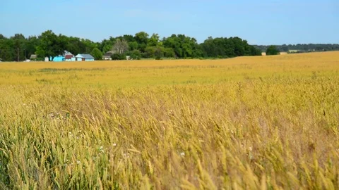 Ripe wheat field on outskirts of village, Russia Stock Footage