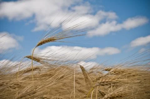 Ripe wheat in a field Stock Photos