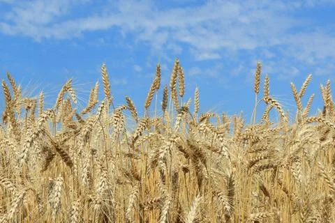 Ripe wheat field Stock Photos