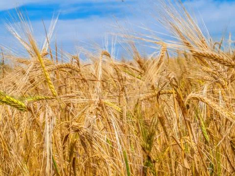Ripe wheat on field Foto stock