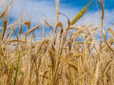 Ripe wheat on field Stock Photos