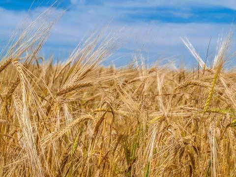 Ripe wheat on field Stock-Fotos