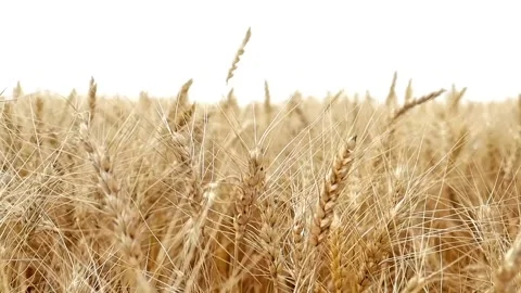 Ripe wheat in the field in summer Stock Footage 217512207
