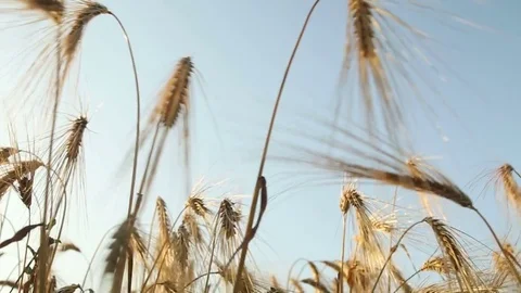 Ripe wheat field / Tracking shot Stock Footage 77153227