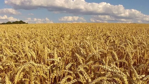 Ripe wheat field trembling on the wind Stock Footage 72931456