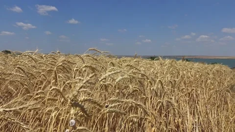 Ripe Wheat Field Under a Clear Blue Sky in Ukraine Stock Footage 339360508
