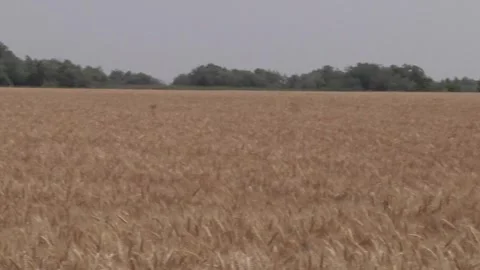 Ripe wheat field under a cloudy sky Stock Footage 300864892