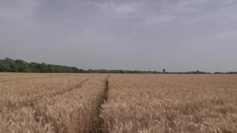 Ripe wheat field under a cloudy sky Stock Footage 300865021