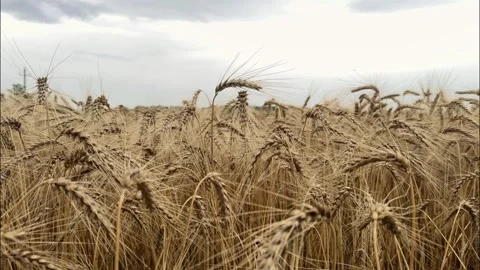 Ripe Wheat Field Under Cloudy Sky Stock-Footage 340340685