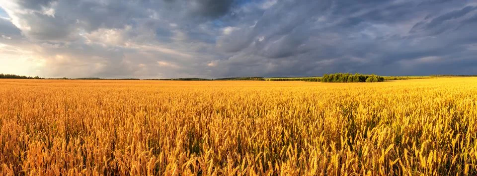 Ripe wheat field under dramatic cloudy sky. Panorama nature scenery represe.. Stock Photos