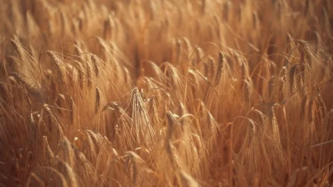 Ripe wheat field view Stock Footage 76431040
