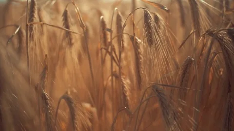 Ripe wheat field view Stock Footage 76431048