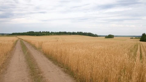 Ripe wheat field, white clouds. Video stock 93974003