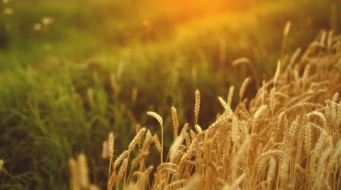 Ripe wheat with flies in summer sunset Stock Footage 64484413