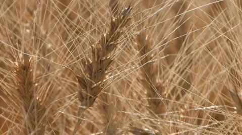 Ripe Wheat  Stock Footage 527779