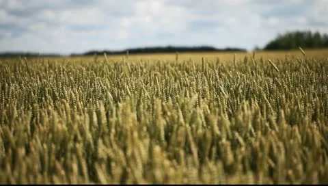 Ripe wheat. Stock Footage 11418117