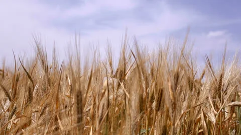 Ripe wheat Video stock 26145073