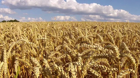 Ripe wheat. 動画素材 31552225