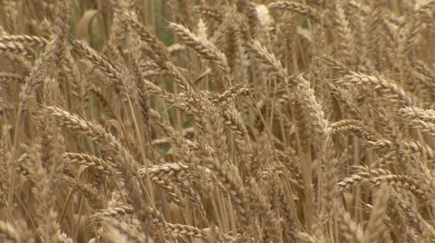 Ripe wheat Stock-Footage 39659989