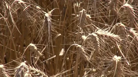 Ripe wheat Vidéo 45702758