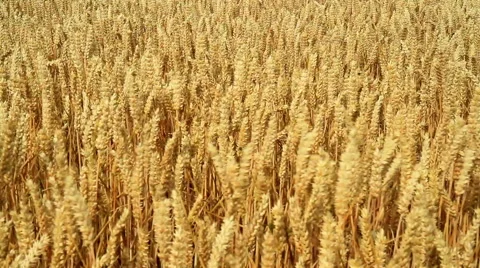 Ripe wheat Stock Footage 52490034