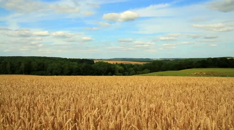 Ripe wheat Stock Footage 52503980