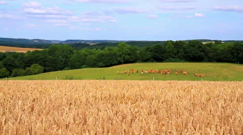 Ripe wheat Stock Footage 52504896
