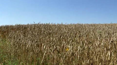 Ripe wheat Stock Footage 52538105