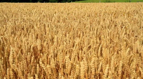 Ripe wheat Stock Footage 52562266