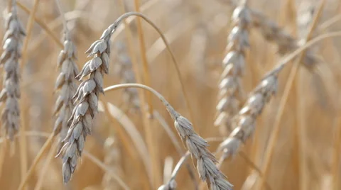 Ripe wheat 스톡 동영상 55442437