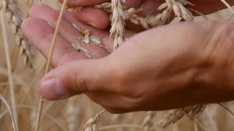 Ripe wheat Stock Footage 55442601