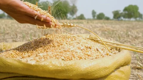 Ripe wheat grains texture. Harvesting and farming, pouring wheat grains by hand. 動画素材 246473436